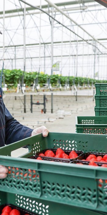 Сбор урожая клубники (земляники садовой) в тепличном комплексе 