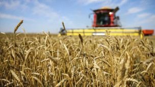 пшеница в поле