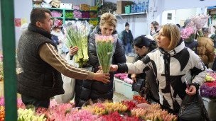 Продажа тюльпанов к 8 Марта 