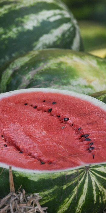 Торговля бахчевыми на рынке