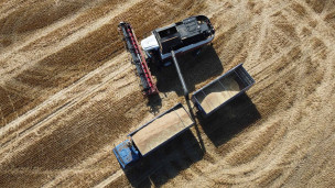 Комбайн собирает урожай пшеницы 