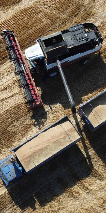 Комбайн собирает урожай пшеницы 