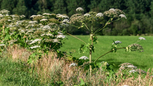 Борщевик крупный план