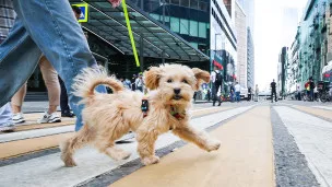 Как помочь домашним животным в жару?