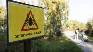 Клещи в тисках: как уберечься от энцефалита